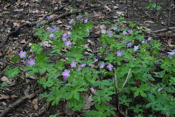 wild geranium-cfp2.JPG